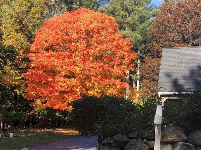 [ Tree nearby ]